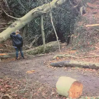 Tree fall at the cave, February 1991