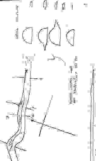 Cave survey drawing, section view