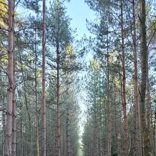 A dense forest with tall, thin trees and a trail of broken branches and moss-covered ground.