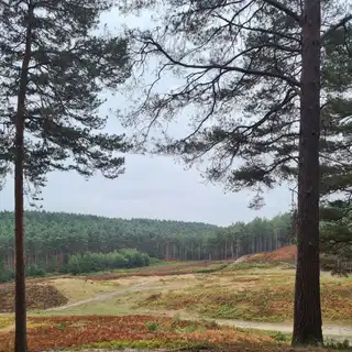 A dog looking out over a forested landscape with trees and rolling hills in the distance.