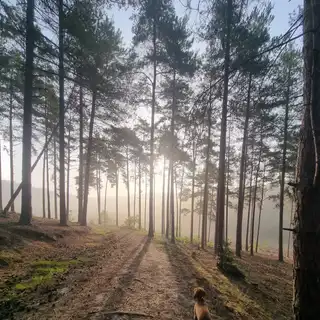 A dog walking on a dirt path in a forest of tall pine trees during sunrise or sunset with mist in the air.