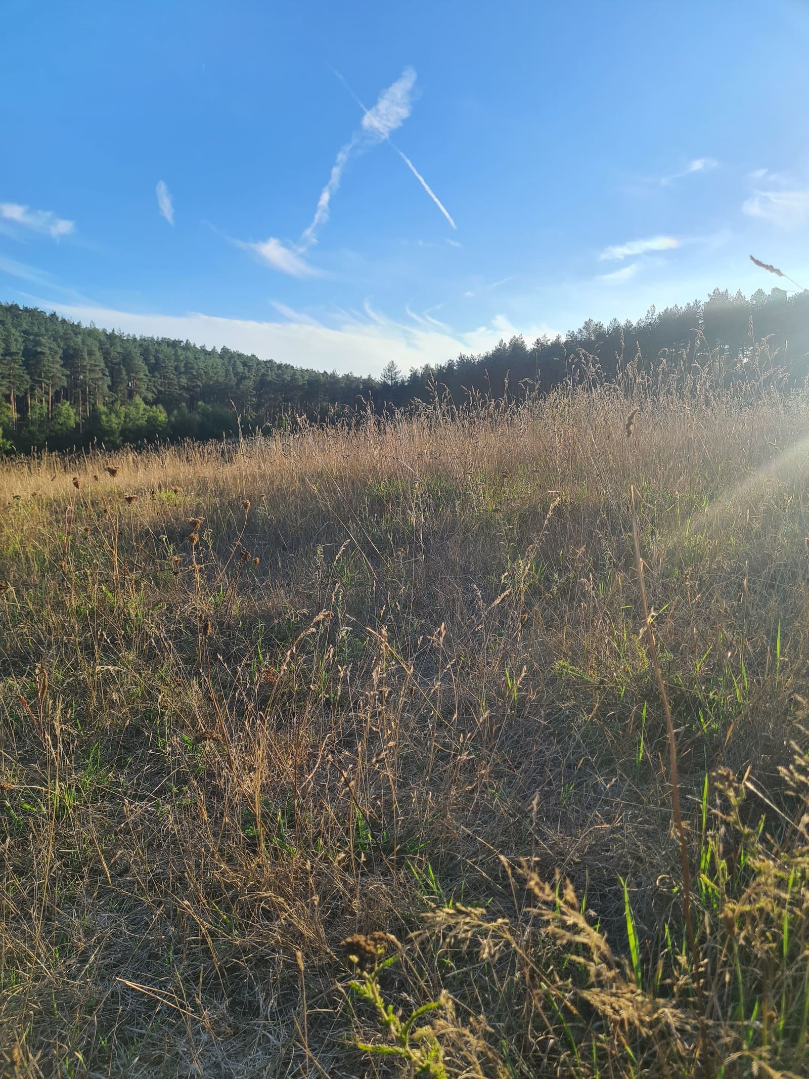 Open heathland under a wide sky at Hankley Common