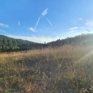 A field with tall dry grass under a blue sky with wispy clouds and jet contrails, with a line of trees in the background.