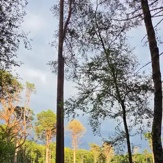 A forest clearing with tall trees, green foliage, and a partly cloudy sky.