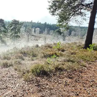 A misty forest clearing with trees and shrubs, some with budding leaves, and a forested hillside in the background.