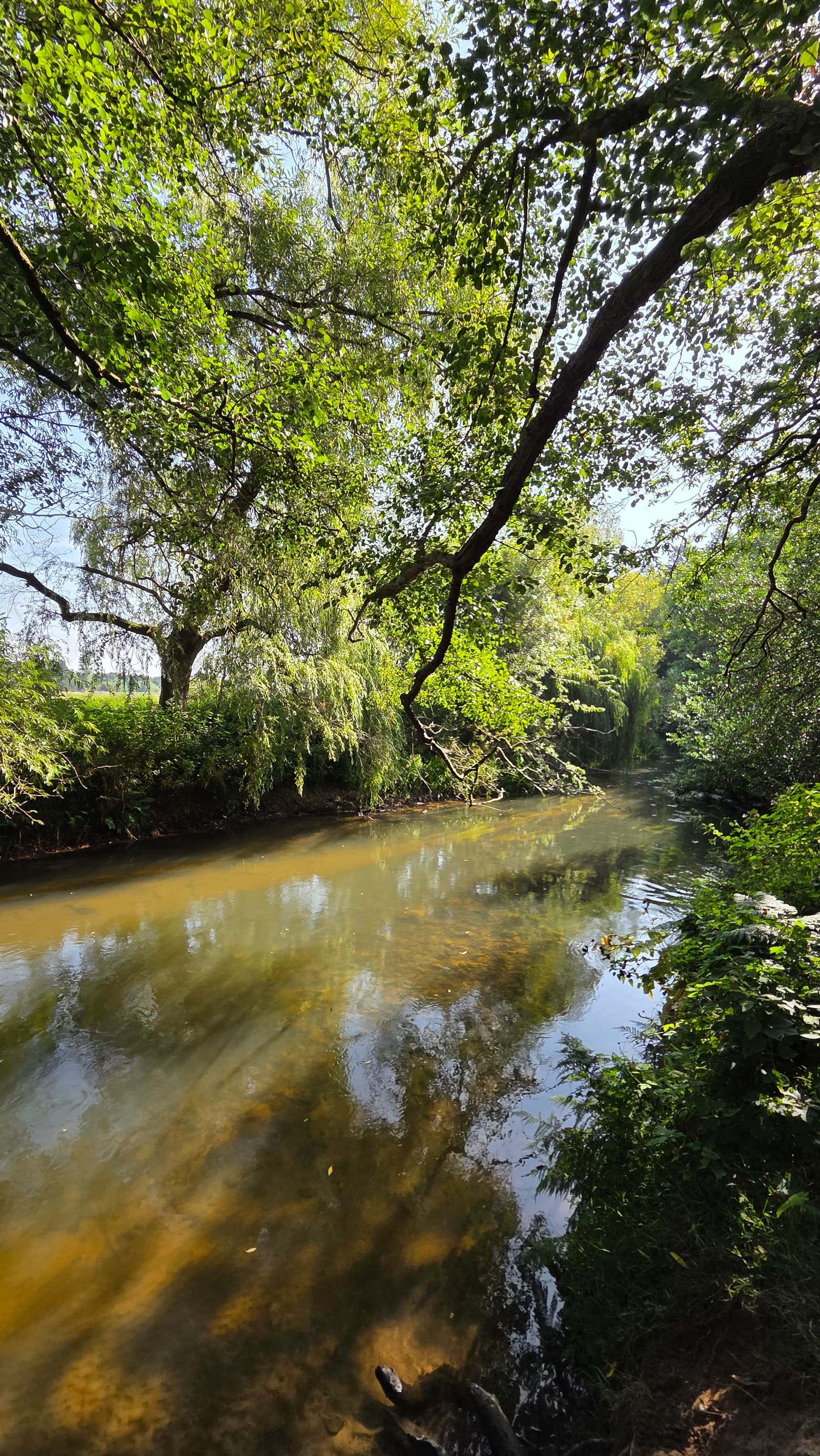 The River Wey under overhanging green trees