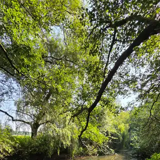 A peaceful creek surrounded by lush green trees with overhanging branches in a bright outdoor setting.