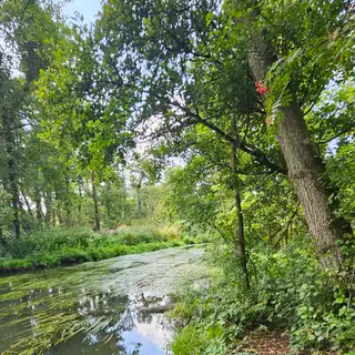 A peaceful forest path runs alongside a calm, reflective river surrounded by lush green trees and foliage.