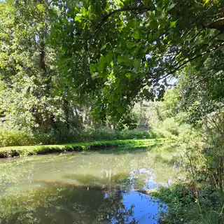 A peaceful river surrounded by lush green trees and vegetation, with clear reflections of the sky and trees in the water.