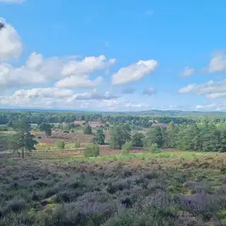 A scenic landscape with a field of purple wildflowers in the foreground, green trees in the middle, and a blue sky with scattered white clouds.