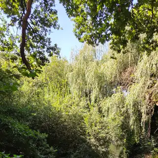 A scenic view of a small river flowing through lush green trees and bushes under a bright blue sky.