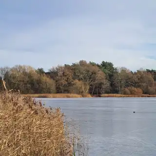 A serene lake surrounded by tall reeds and trees with autumn foliage, under a partly cloudy sky.