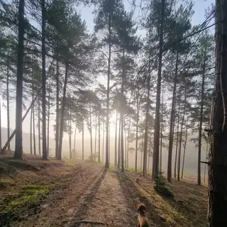 A small brown dog walking down a dirt trail in a forest at sunrise or sunset, with tall pine trees and sunlight filtering through the branches.