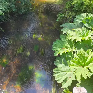 Gentle stream flowing through lush green trees and large leafy plants in a wooded area.