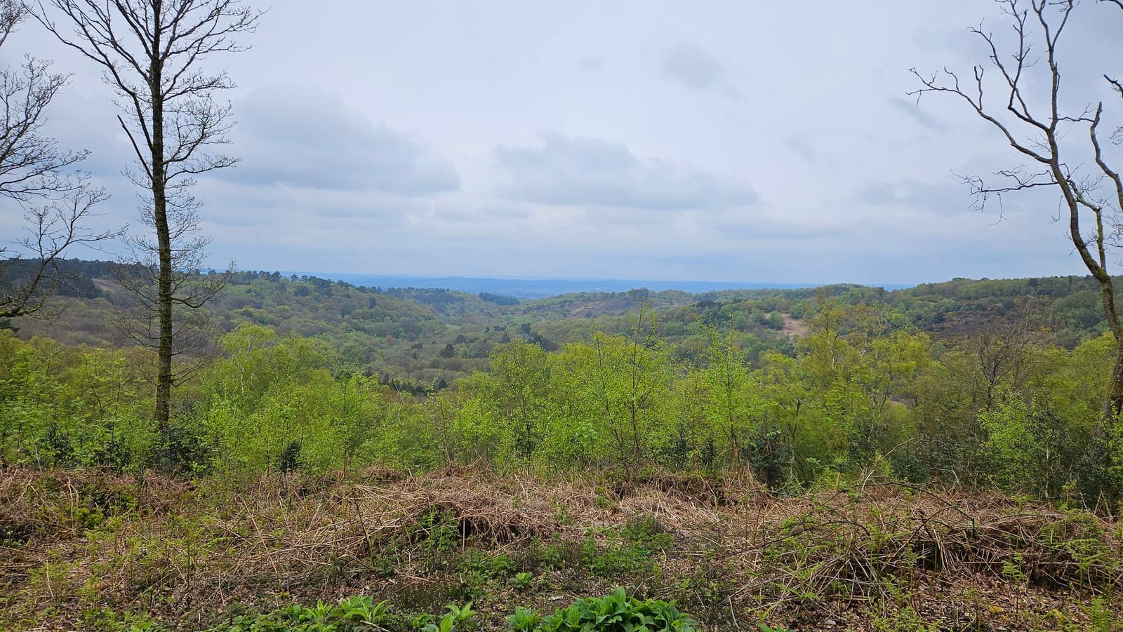 Rolling wooded hills near Farnham