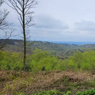 Scenic view of rolling hills covered in trees with fresh green leaves, under a cloudy sky.
