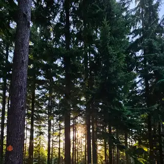 Sun shining through a dense forest of tall pine trees, casting long shadows on the forest floor.