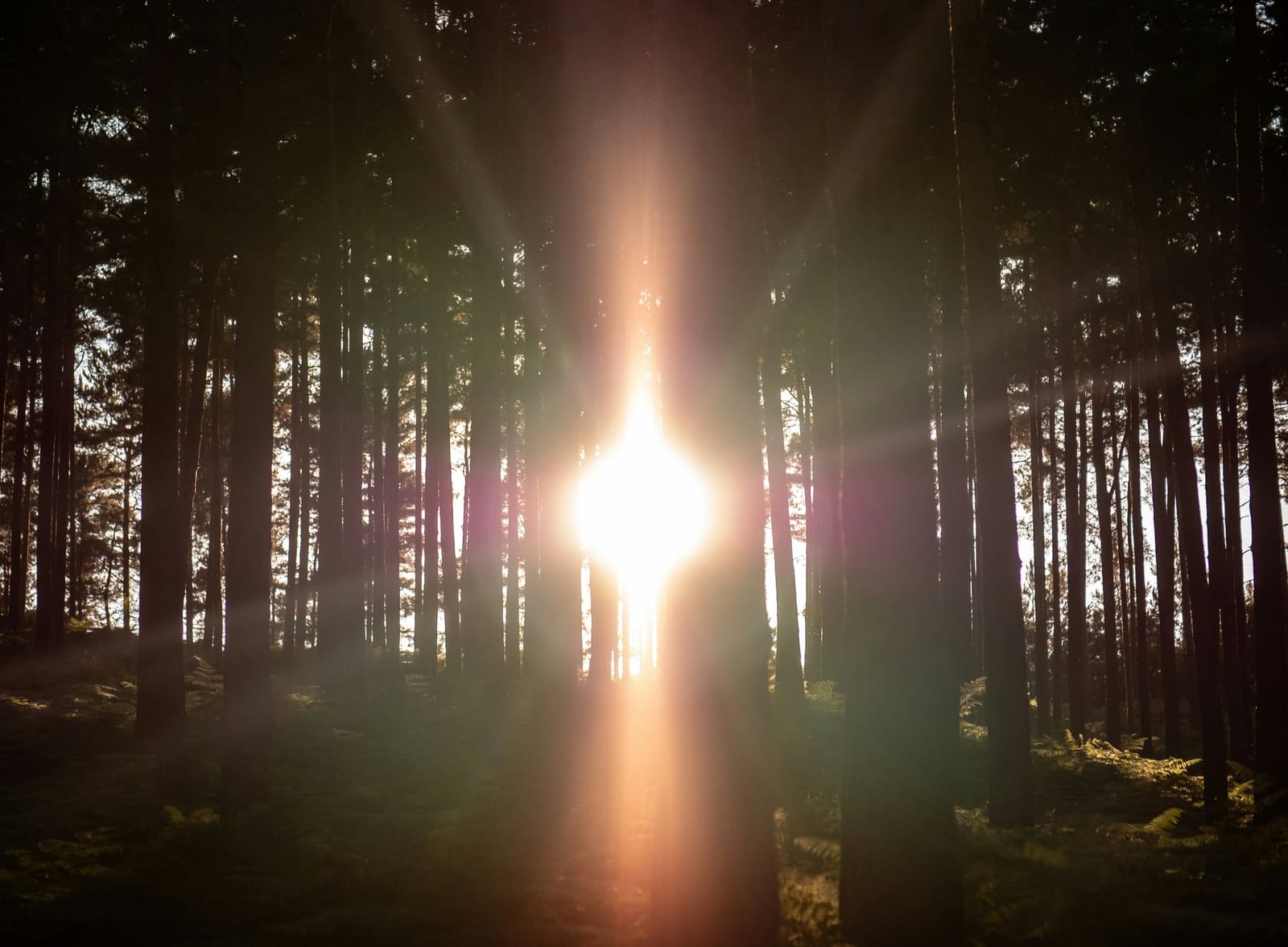 Sunlight through the tall trees of Bourne Woods