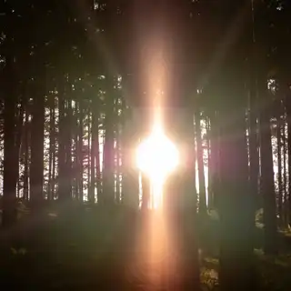 Sunlight shining through a dense forest of tall trees with long shadows on the forest floor.