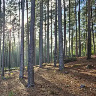 Sunlight shining through a forest of tall pine trees, casting shadows on the forest floor.