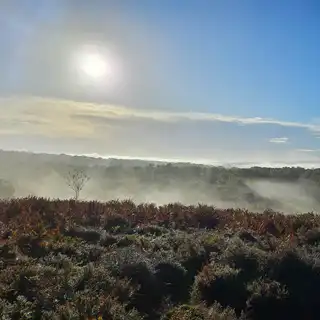 Sunrise over a foggy landscape with bushes and trees, with a clear blue sky and some clouds.