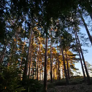 Tall trees in a forest with sunlight filtering through the canopy, viewed from the ground during dusk.
